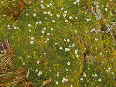 Phyllachne clavigera
