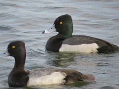 Aythya affinis × collaris