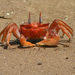 Painted Ghost Crab - Photo (c) Rich Kostecke, some rights reserved (CC BY-NC)