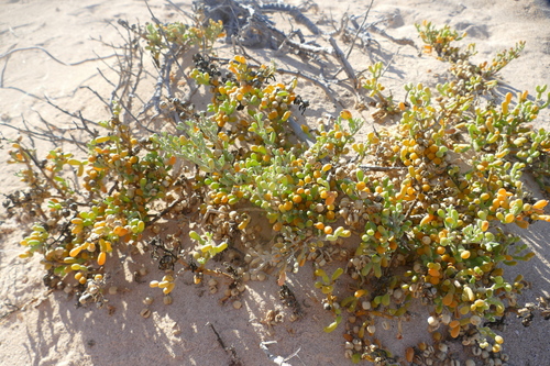Canarian bean caper (Tetraena fontanesii)