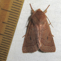 Xylenini
