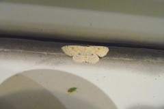 Cyclophora albipunctata