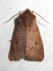 Xylenini