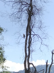 Nisaetus nipalensis