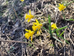Narcissus minor