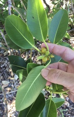 Ficus obliqua