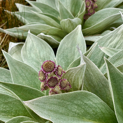 Pleurophyllum hookeri