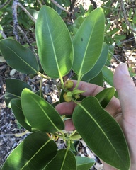 Ficus obliqua