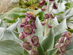 Pleurophyllum hookeri