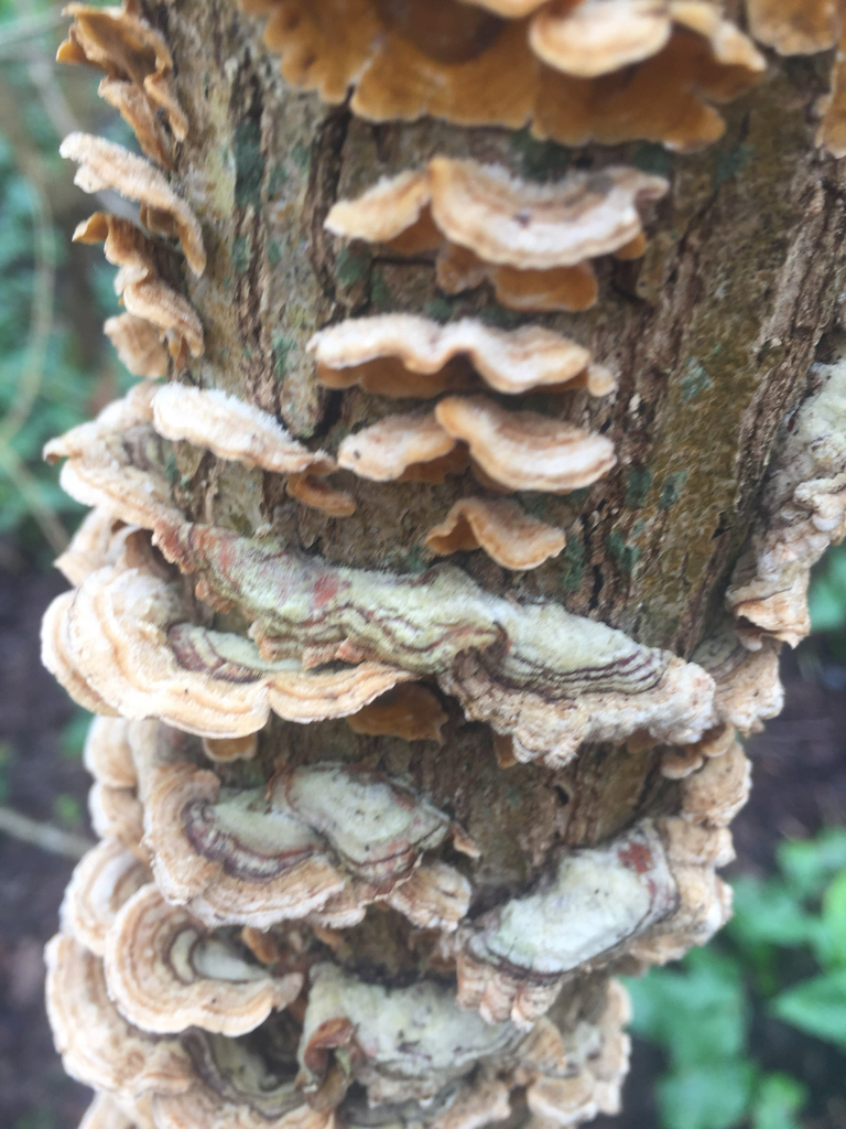 Stereum hirsutum · March 2026 · photo: © jrberriman (iNaturalist, cc-by)