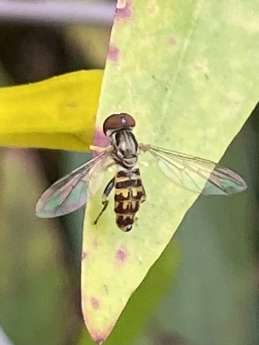 Unknown species found near Magnolia Ave, Charlotte, NC, US