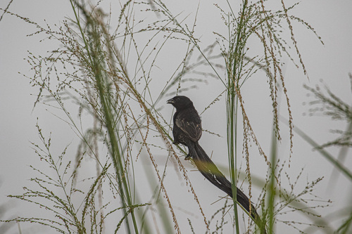 iNaturalist image