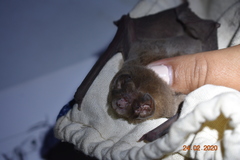 Mormoops megalophylla