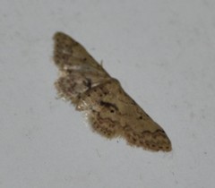 Idaea pervertipennis
