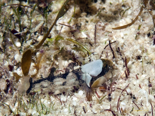 Gobio sapito (Cryptopsilotris batrachodes) — Gobiidae — 3