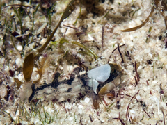 Toadfish Goby photo 4