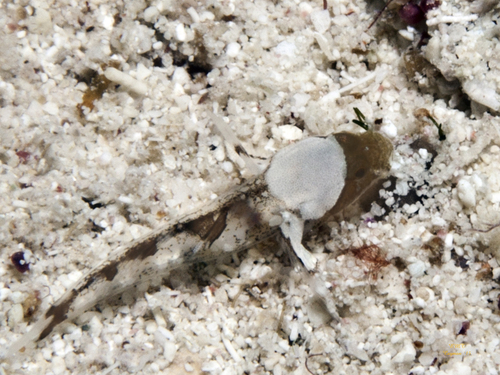 Gobio sapito (Cryptopsilotris batrachodes) — Gobiidae — 4