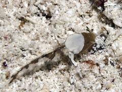 Toadfish Goby photo 5