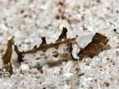 Toadfish Goby photo 3