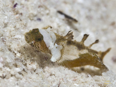 Toadfish Goby photo 2