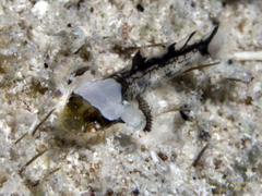 Toadfish Goby photo 1