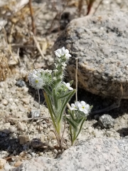 Johnstonella angustifolia, photograph Rod, CC0, iNaturalist via GBIF