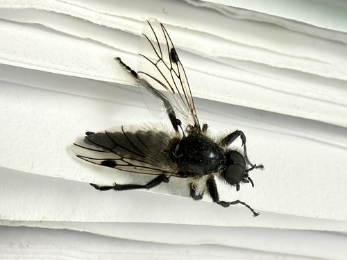 Unknown species found near N Rengstorff Ave, Mountain View, CA, US