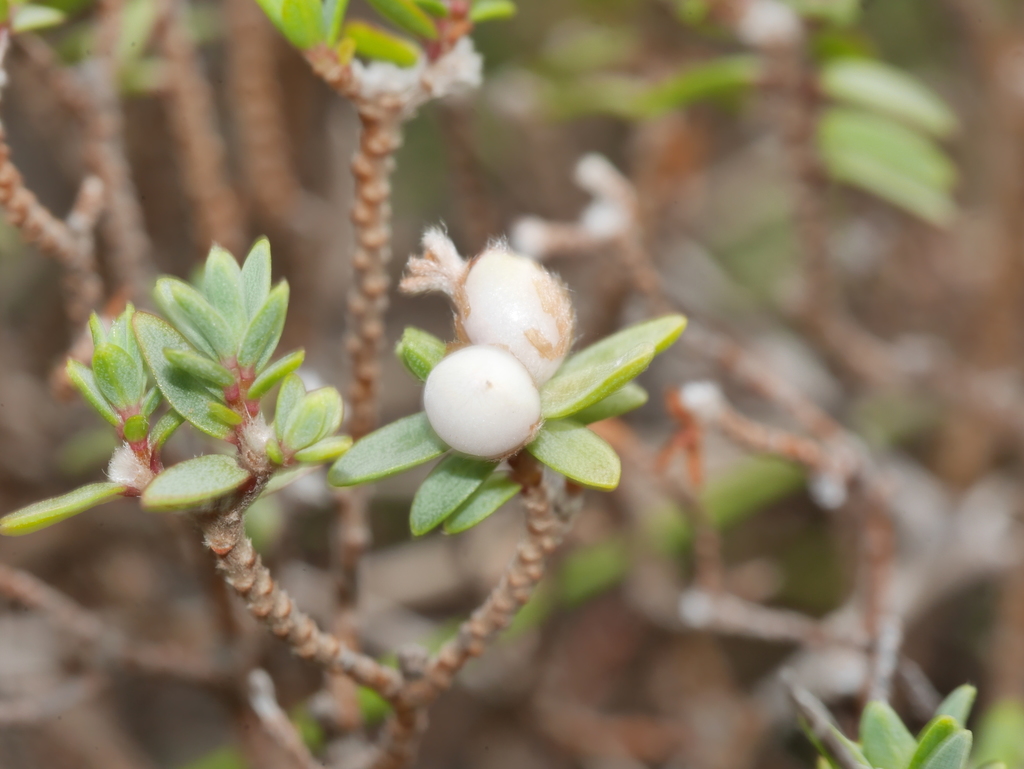 Pimelea, Wainuiomata Coast, Lower Hutt 5373, New Zealand, by mattward