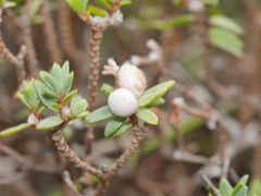 Pimelea prostrata seismica