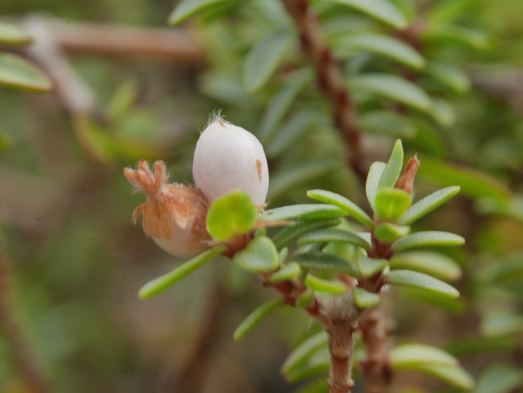 Pimelea, Wainuiomata Coast, Lower Hutt 5373, New Zealand, by mattward