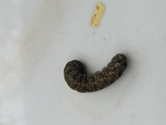 Lepidoptera