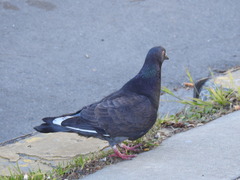 Columba livia