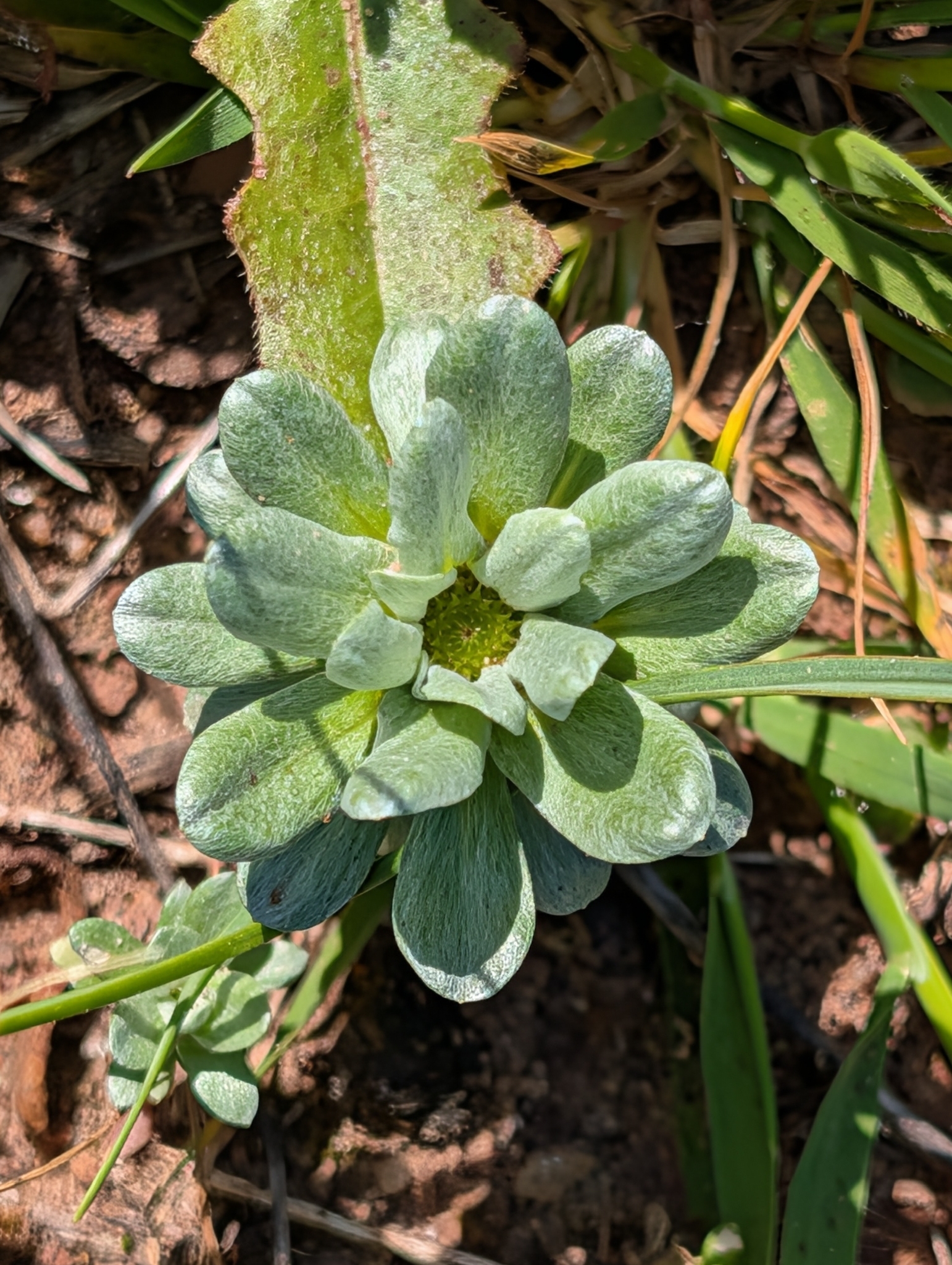 Imagem de Filago pygmaea