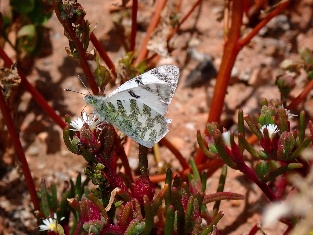 Fuerteventura Green-striped White