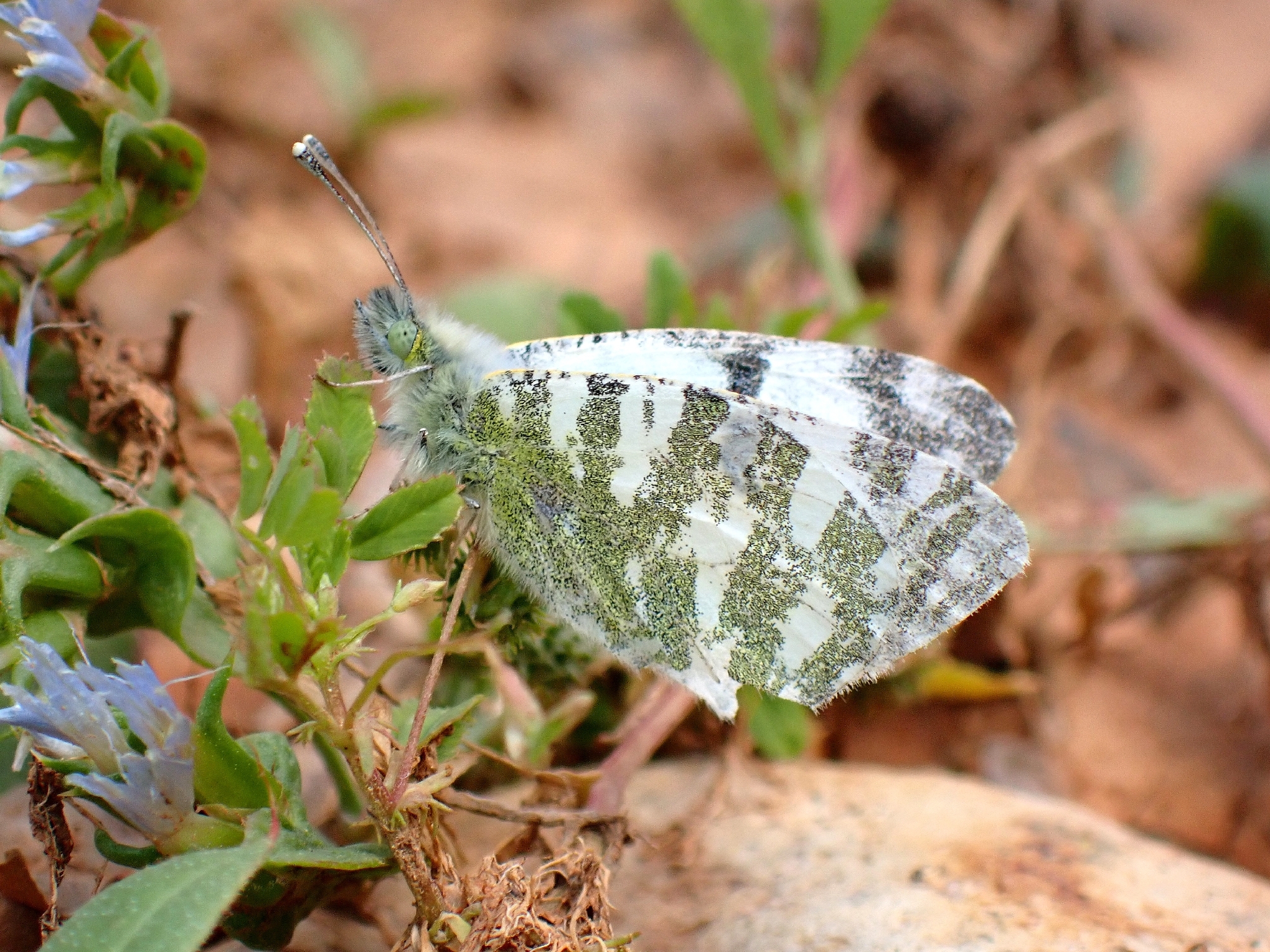 Blanquiverdosa de Fuerteventura