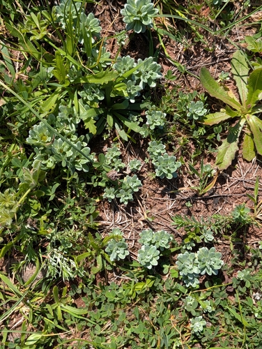 Foto de Filago pygmaea