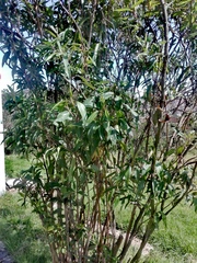 Baccharis prunifolia