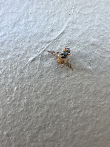 Unknown species found near Los Gatos High School, Los Gatos, CA, US