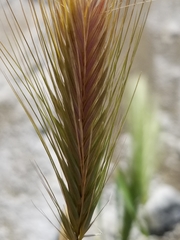 Hordeum jubatum