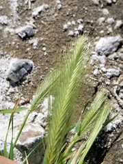 Hordeum jubatum