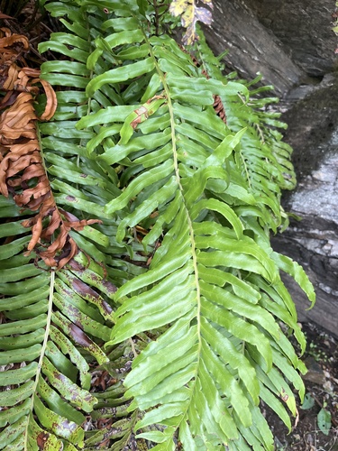Tall Fern (Lomariocycas magellanica)