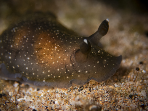 Dendrodoris nigra, 2026-01-30