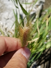 Hordeum jubatum