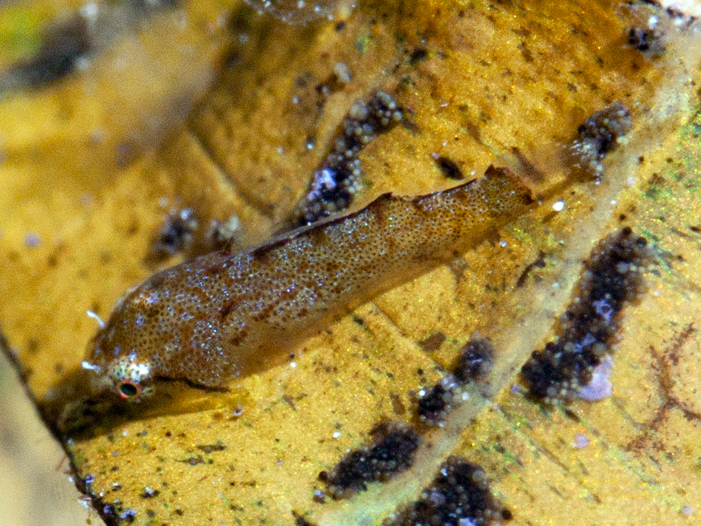 Emerald clingfish (Acyrtops beryllinus) — Gobiesocidae