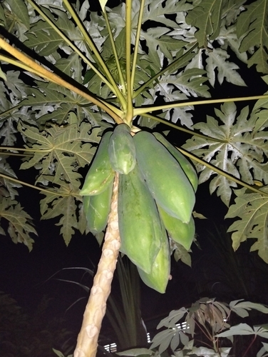 Papaya