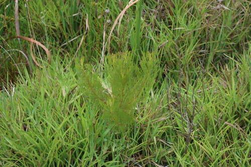 Rondevlei Spiderhead (Serruria foeniculacea)