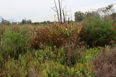 Erica verticillata, photograph (c) Tony Rebelo, some rights reserved (CC BY-SA)