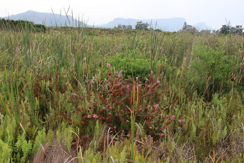 Erica verticillata, photograph 5