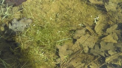 Callitriche heterophylla