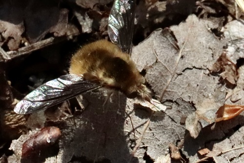 Unknown species found near Washington Ditch Trail, Washington Ditch Rd, Suffolk, VA 23434, USA